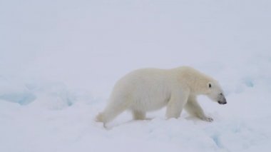 Kutup ayısı kutuplarda yürüyor.
