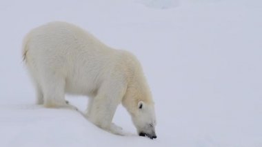 Kutup ayısı kutuplarda yürüyor.