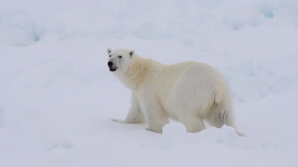 Isbjörn går i en arktisk. — Stockvideo