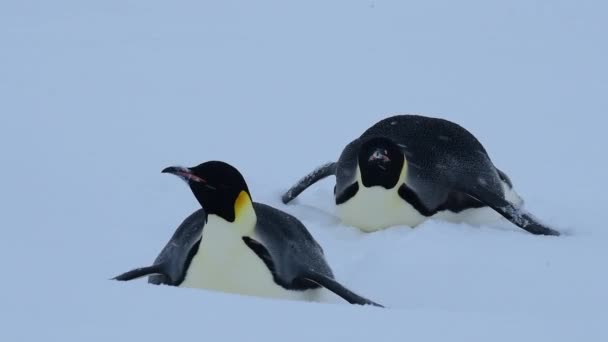 Emperador Pingüinos en la nieve n Antártida — Vídeo de stock