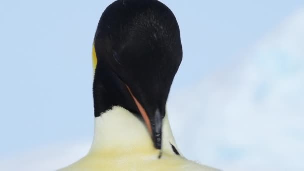 Emperador Pingüino de cerca en la Antártida — Vídeos de Stock