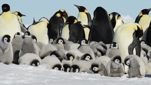 Kaiserpinguine mit Küken in der Antarktis — Stockvideo