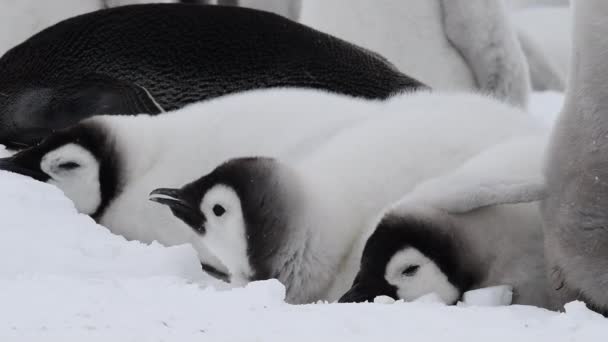 Pulcini pinguino imperatore, Aptenodytes forsteri, sul ghiaccio in Antartide — Video Stock