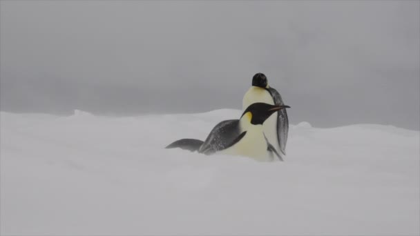 Kejsarpingviner på snön n Antarktis — Stockvideo