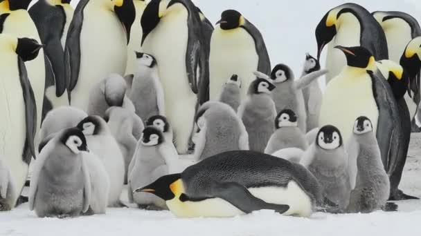 Emperador Pingüinos con polluelos en la Antártida — Vídeos de Stock