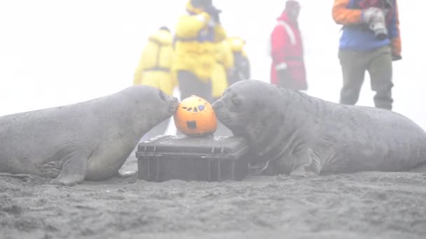 Due elefanti che giocano con il casco in Georgia del Sud — Video Stock