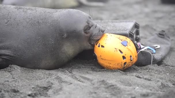 Elephant Seal gioca con il casco in Georgia del Sud — Video Stock