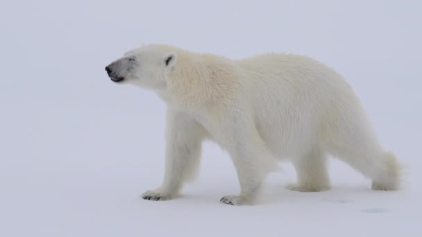 Orso polare che cammina in un artico. — Video Stock