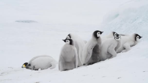 Pulcini pinguino imperatore, Aptenodytes forsteri, sul ghiaccio — Video Stock