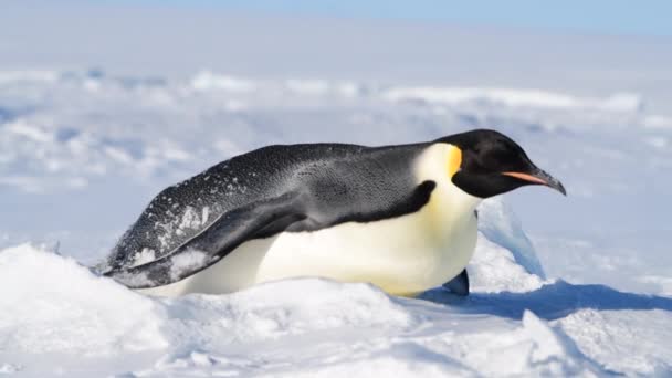 Императорские пингвины на снегу в Антарктиде — стоковое видео