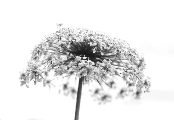 Svart Hvit Abstrakt Blomsterbakgrunn – stockfoto