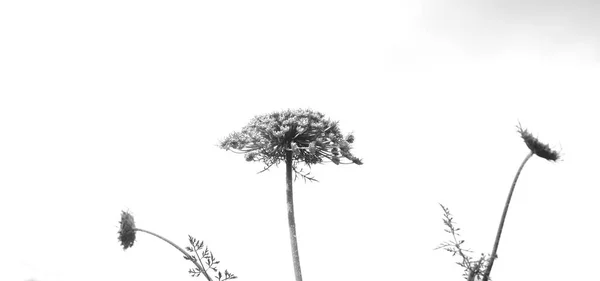 Fekete Fehér Elvont Virág Háttér — Stock Fotó