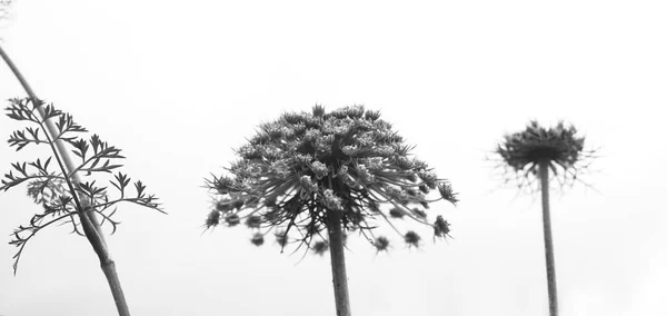 Černobílé Abstraktní Květinové Pozadí — Stock fotografie