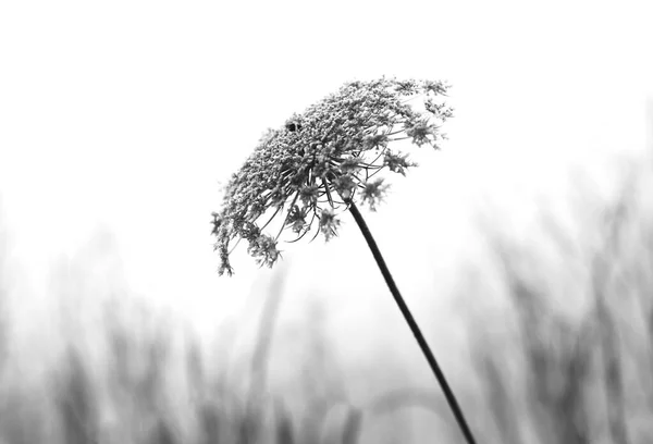 Černobílé Abstraktní Květinové Pozadí — Stock fotografie