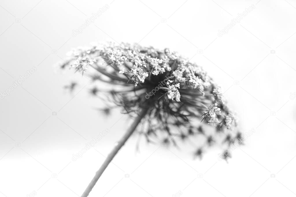 Black and white abstract flower background