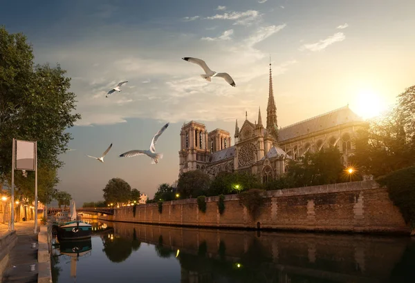 Meeuwen over Notre Dame — Stockfoto