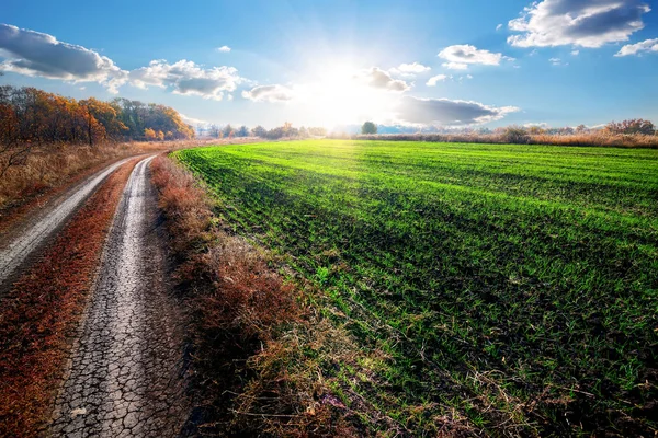 Strada vicino a campo di raccolto invernale — Foto Stock