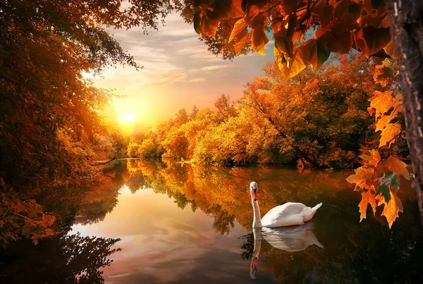 Zwaan op herfst vijver — Stockfoto