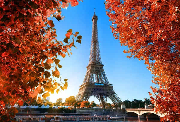Vaahtera puu Pariisissa — kuvapankkivalokuva
