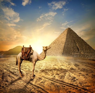 Camel in desert Egypt clipart