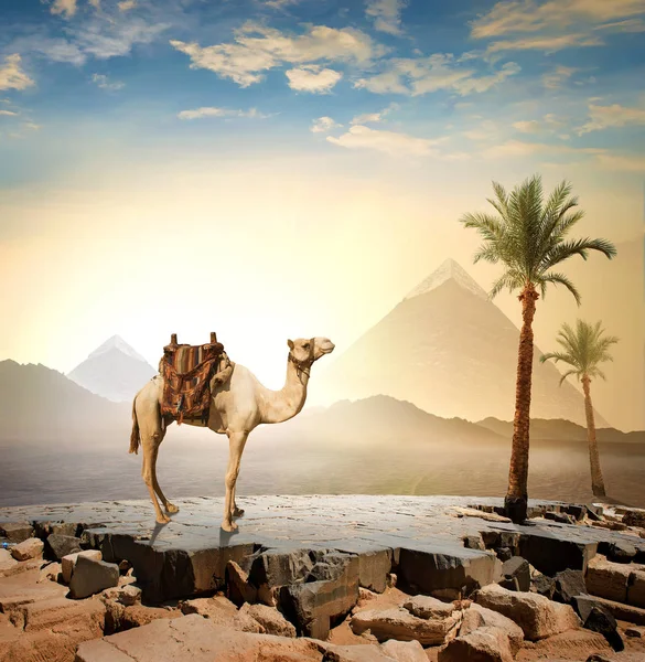Akşam Mısır deve