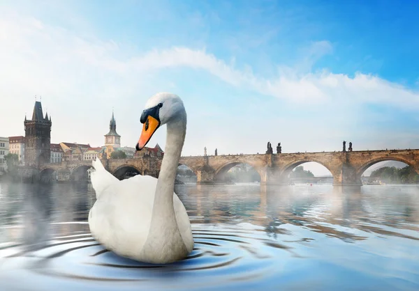 Cisne en la mañana brumosa — Foto de Stock