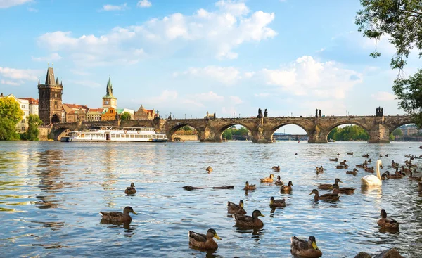 Vogels op rivier Vltava — Stockfoto