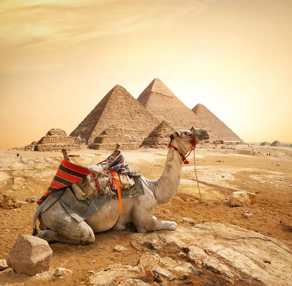 Velbloudi a pyramidy — Stock fotografie