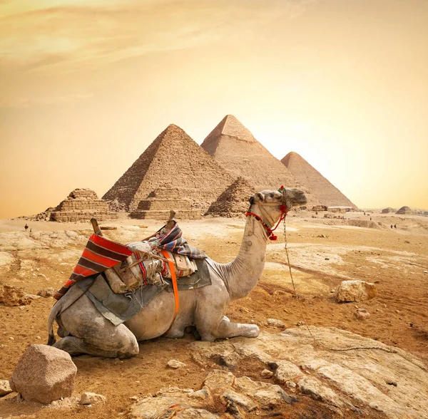 Kamel och pyramider — Stockfoto