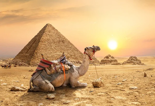 Kumlu Çölde deve — Stok fotoğraf