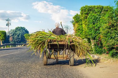 Bir arabada Mısırlı köylü