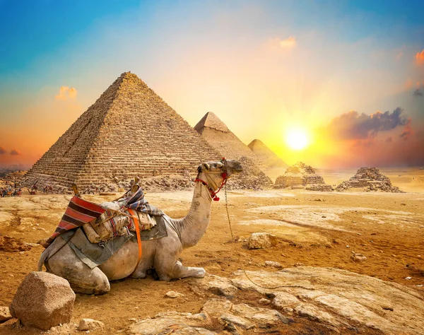 Kamel och pyramider — Stockfoto