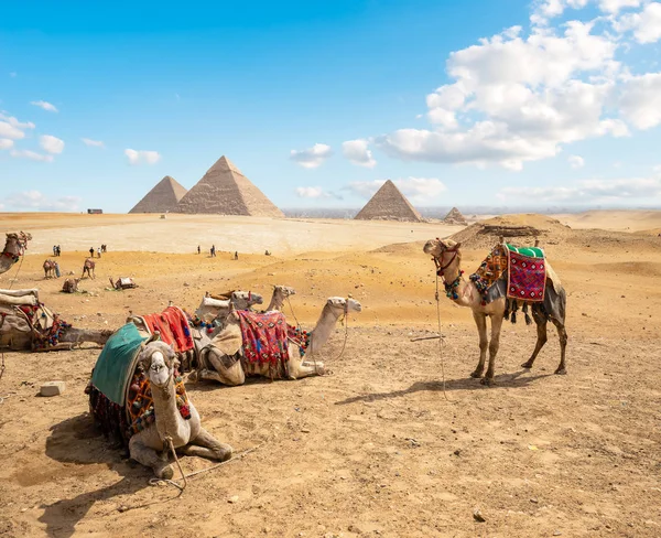 Верблюды в песчаной пустыне — стоковое фото
