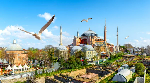 Seagulls i Hagia Sophia — Zdjęcie stockowe
