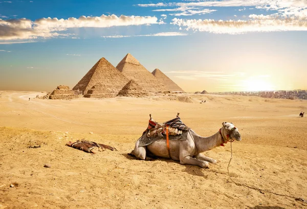 Kamel och pyramider — Stockfoto