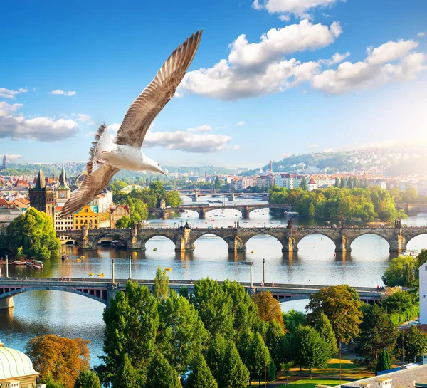 Fila de puentes en Praga — Foto de Stock