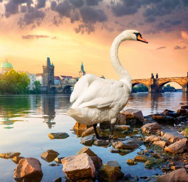 White swan on river Vltava clipart