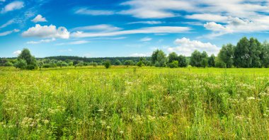 Gündüzleri orman kuşağı hattı ve tarlası