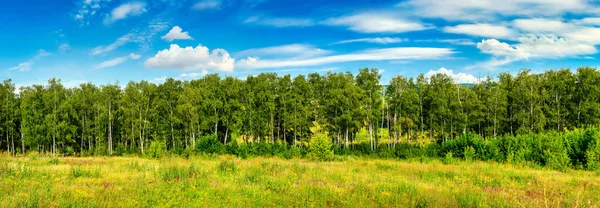 Bosriemlijn Veld Overdag — Stockfoto