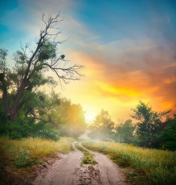 Camino Campo Bosque Atardecer —  Fotos de Stock