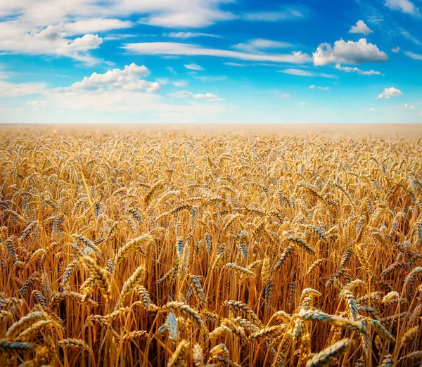Beautiful Rural Landscape Wheat Field Sunny Day — Stock Photo, Image