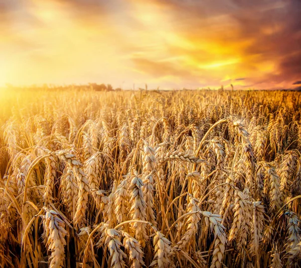 Beautiful wheat field — Stock Photo, Image