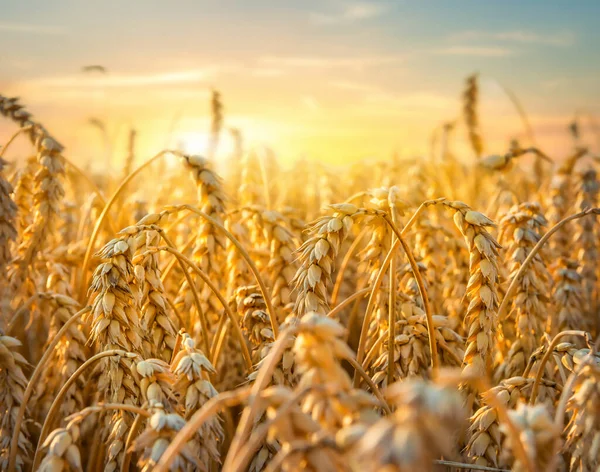 Golden wheat field — Stock Photo, Image