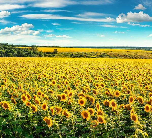 Field in the evening — Stock Photo, Image