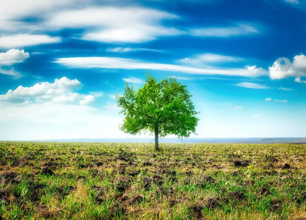 Meadow with big tree — Stock Photo, Image