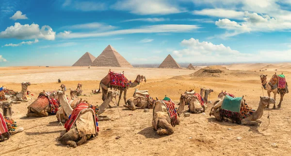 Camels at day — Stock Photo, Image