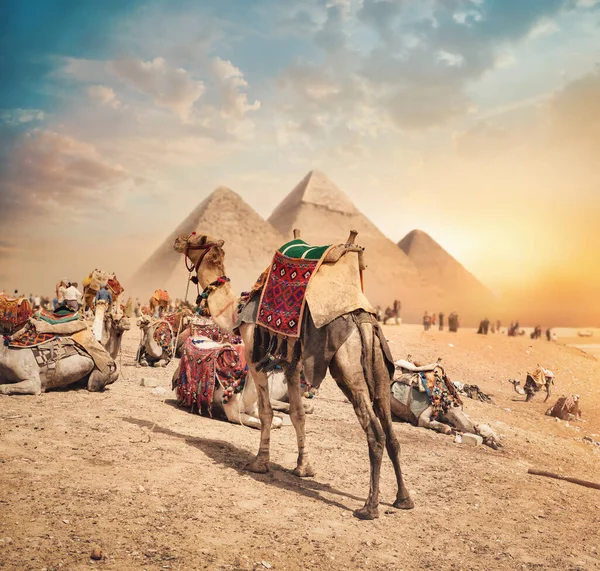 Camels közelében piramisok — Stock Fotó