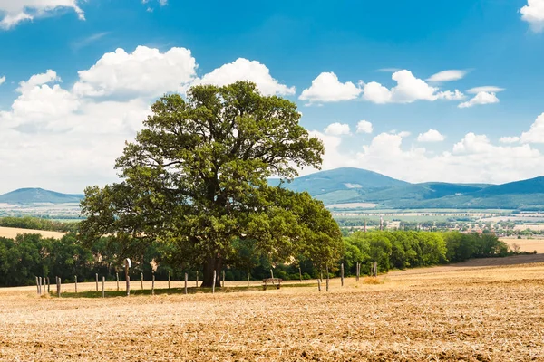 Majestuoso Roble 300 Años Antigüedad Con Amplia Copa Árbol Centro — Foto de Stock