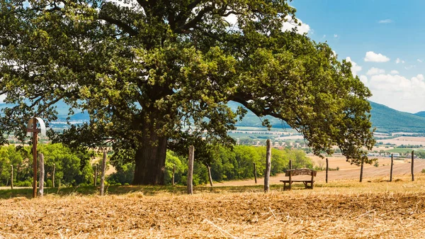 Wooden Bench Holy Cross Protection Zone Large Oak Leaves Green — Stock Photo, Image