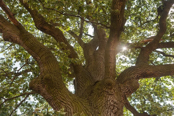 Kijk Naar Top Van Boom Van Een Reusachtige Eik Met — Stockfoto